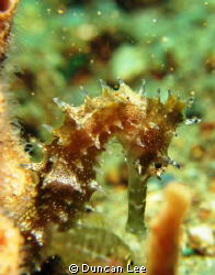 It was a seahorse. Took it at a muck dive in Anilao Secre... by Duncan Lee 